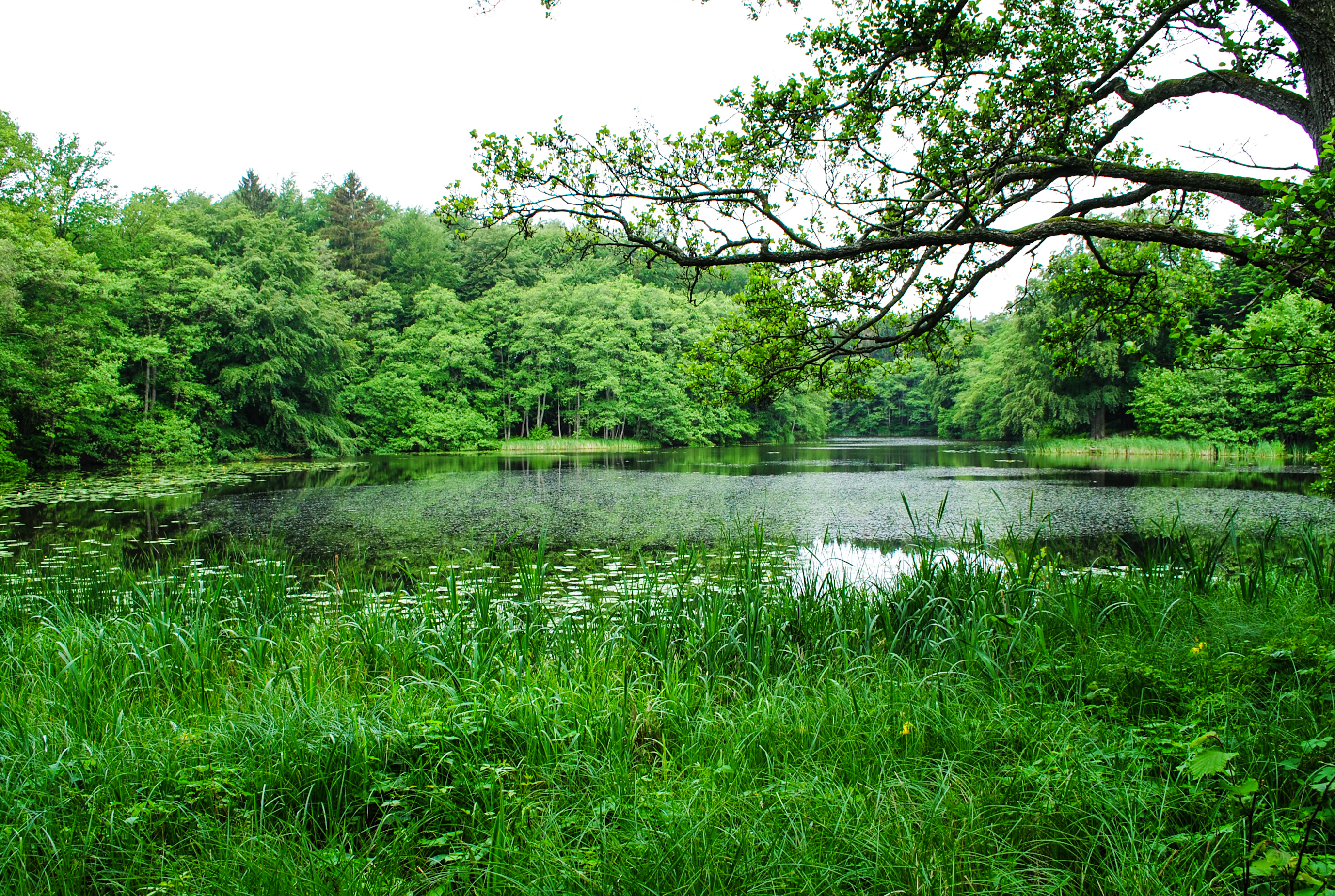 Зелената екосистема на Дания