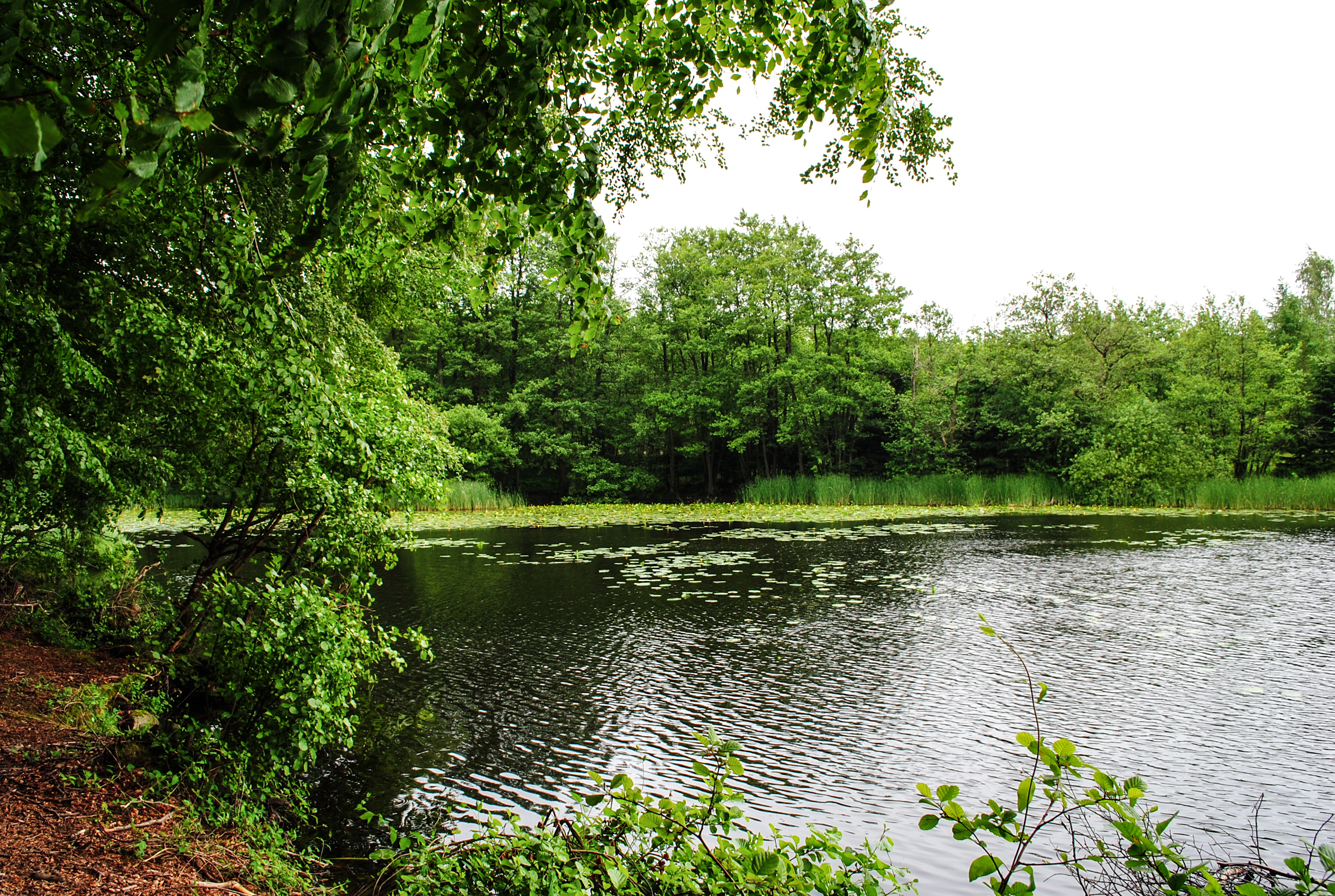 Зелената екосистема на Дания