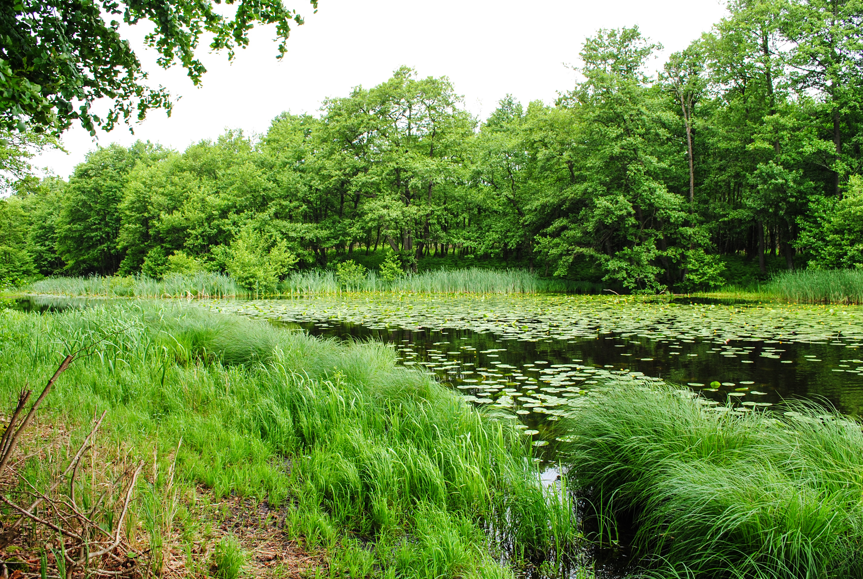 Зелената екосистема на Дания