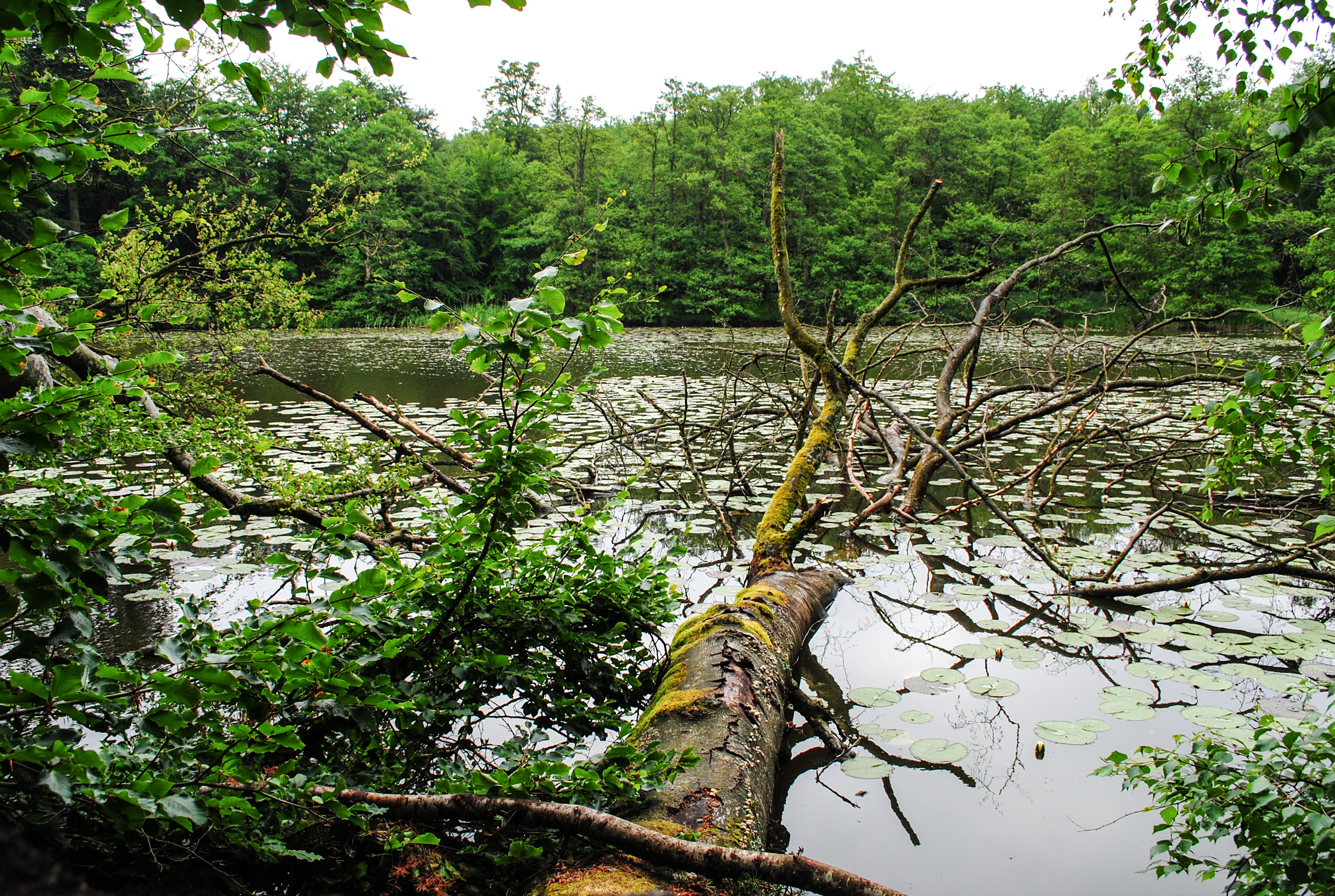 Зелената екосистема на Дания