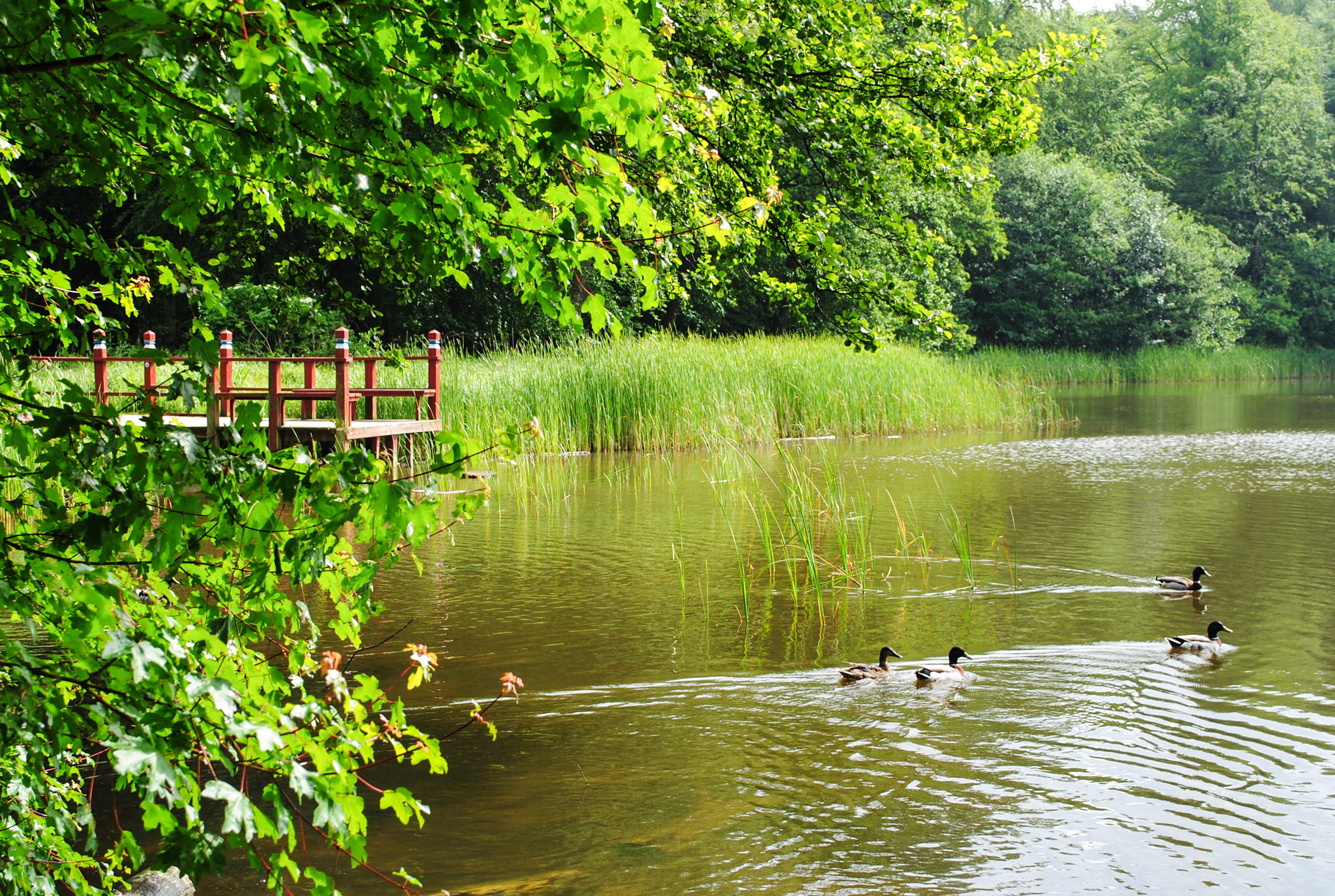 Зелената екосистема на Дания