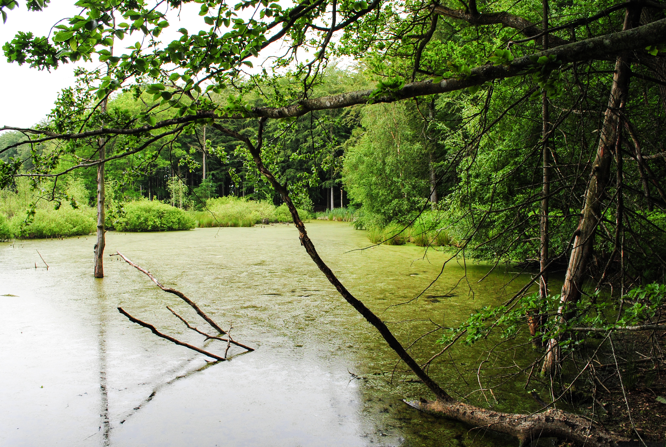 Зелената екосистема на Дания