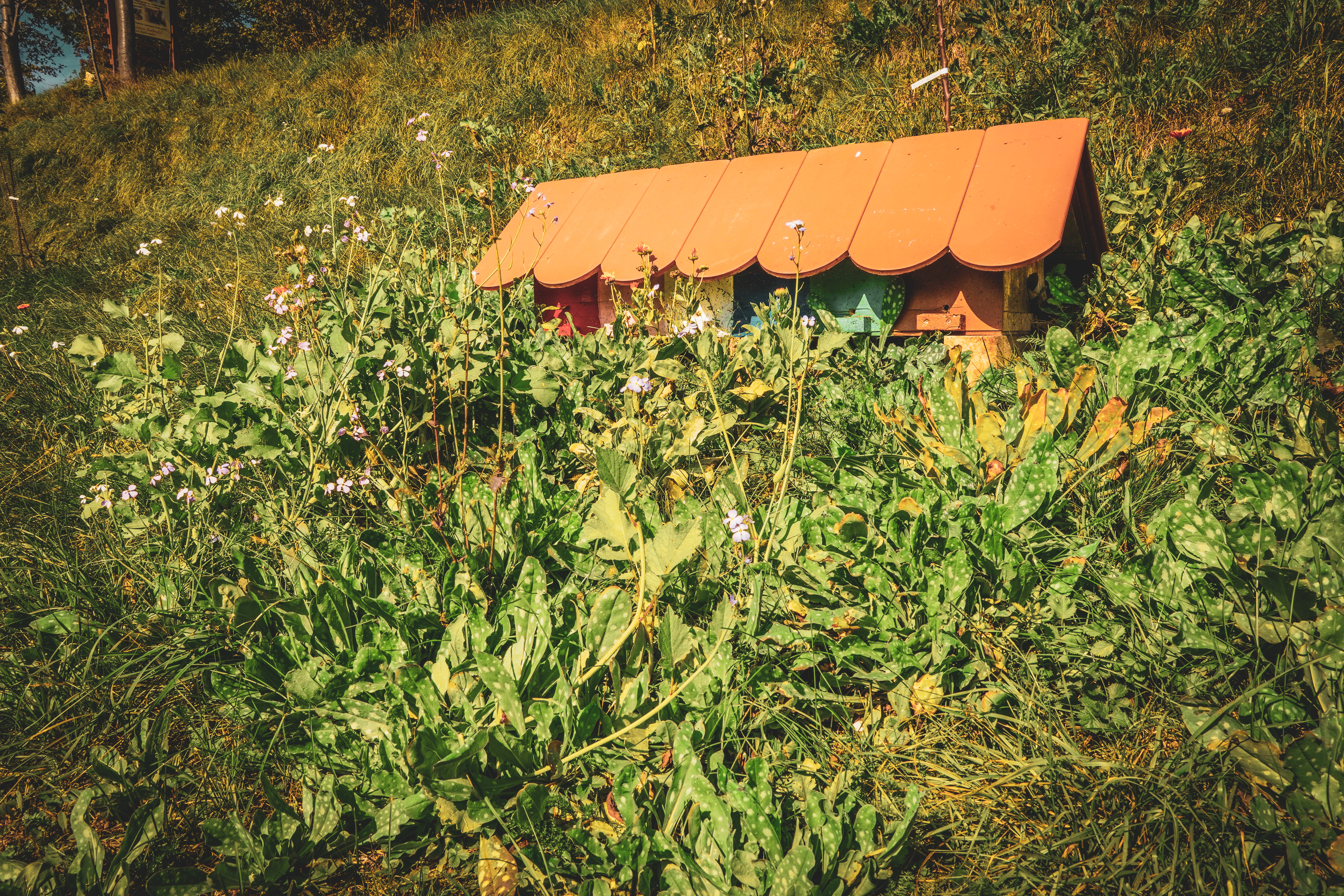 Пчелин в Словения