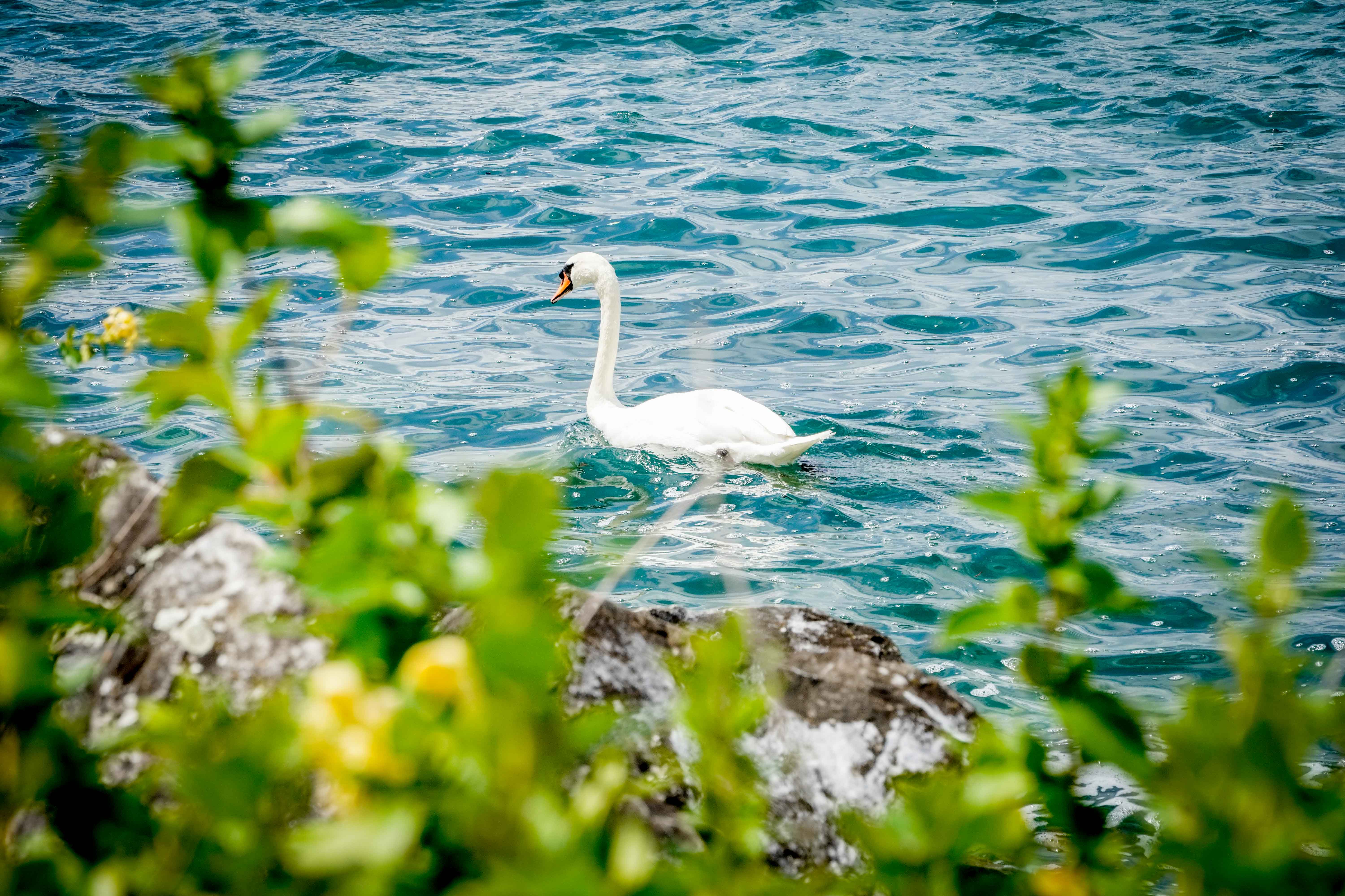 Монтрьо и Лозана, Швейцария