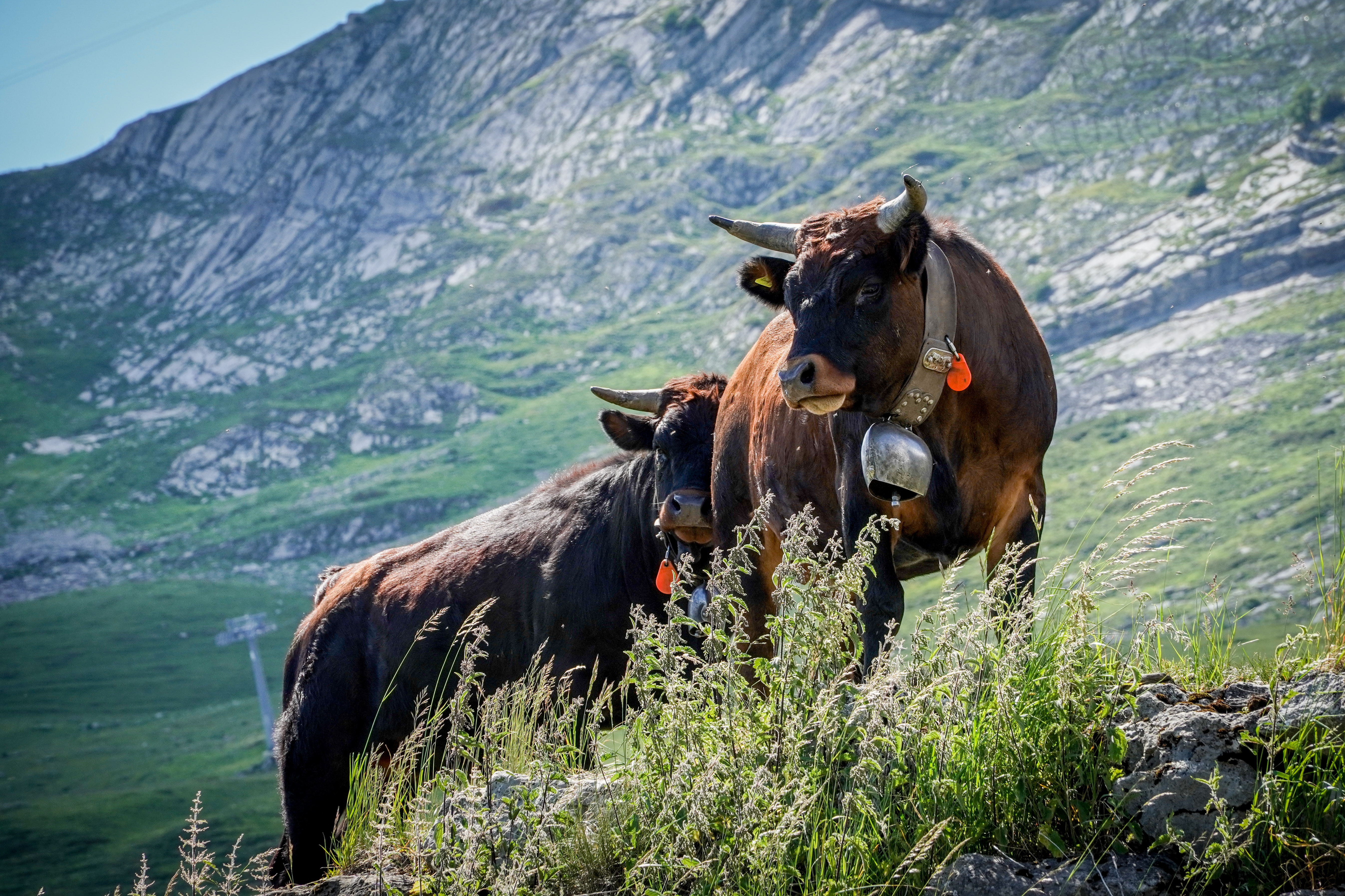 Анзер, Швейцария