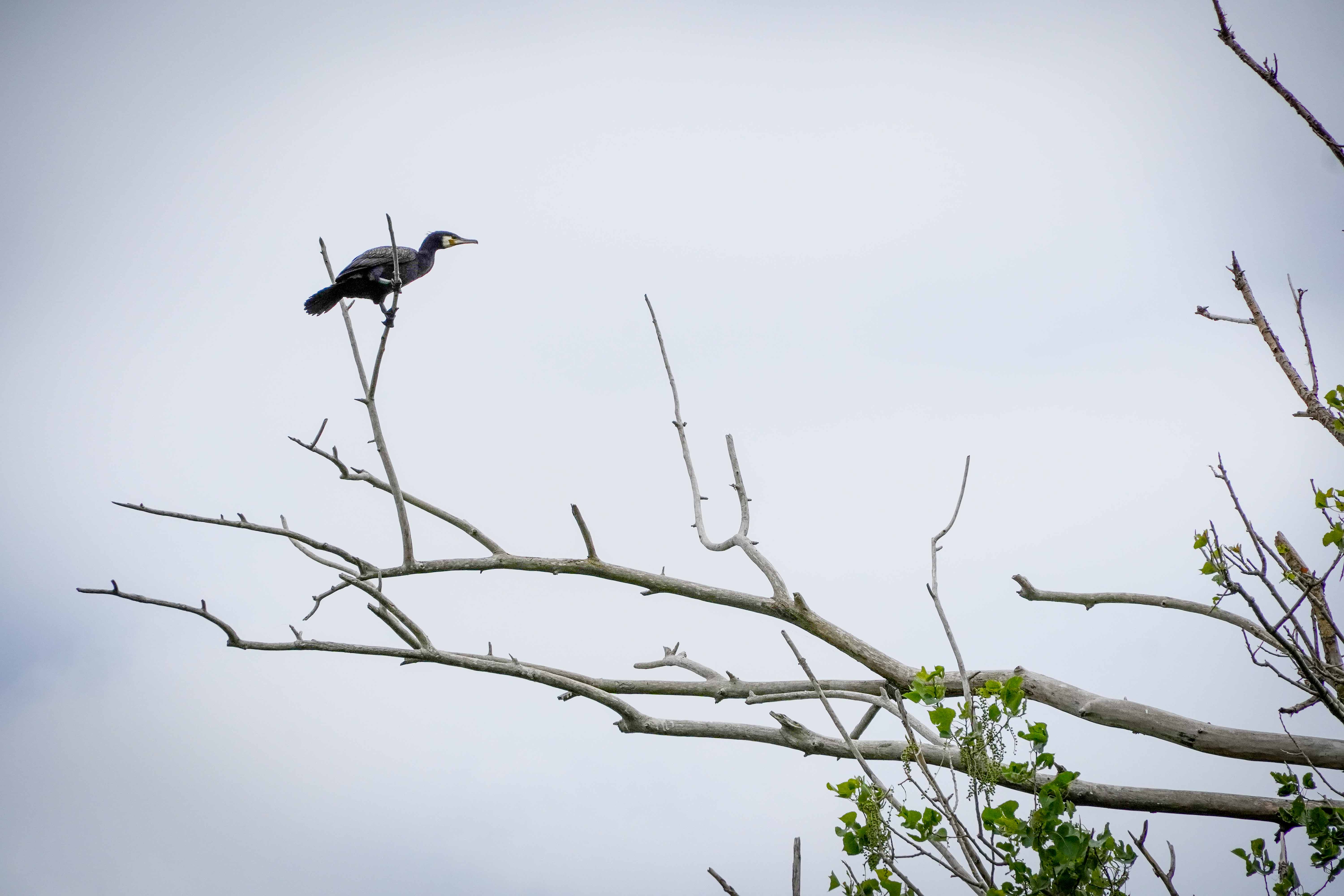 Езерото Дуранкулак - Култура Хаманджия