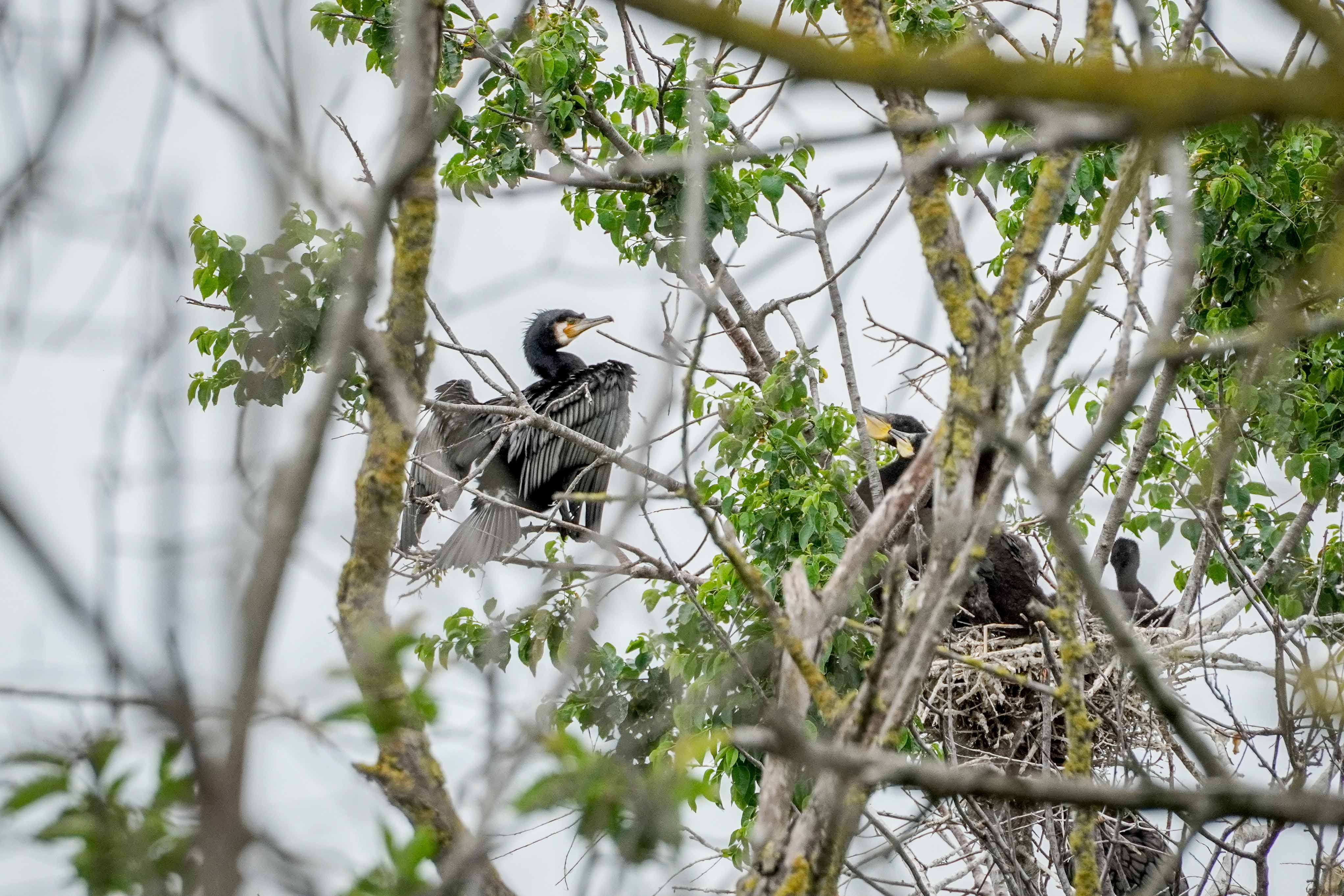 Езерото Дуранкулак - Култура Хаманджия